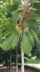 Elaeocarpus bancroftii