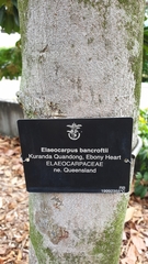 Elaeocarpus bancroftii