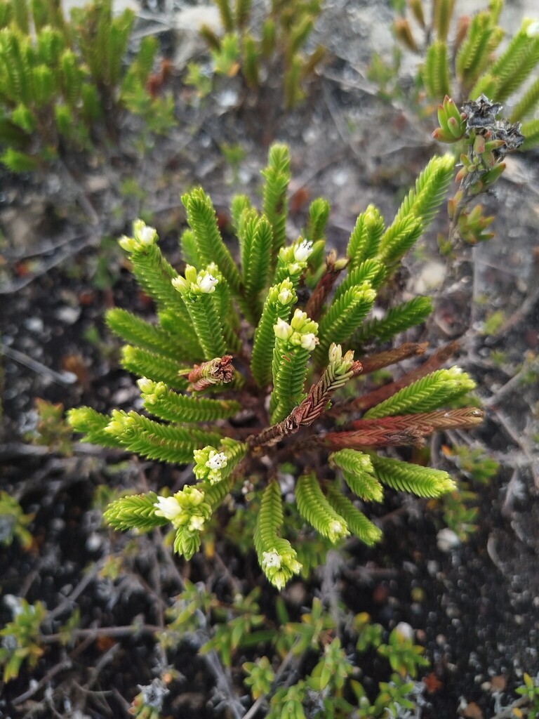 Crassula ericoides