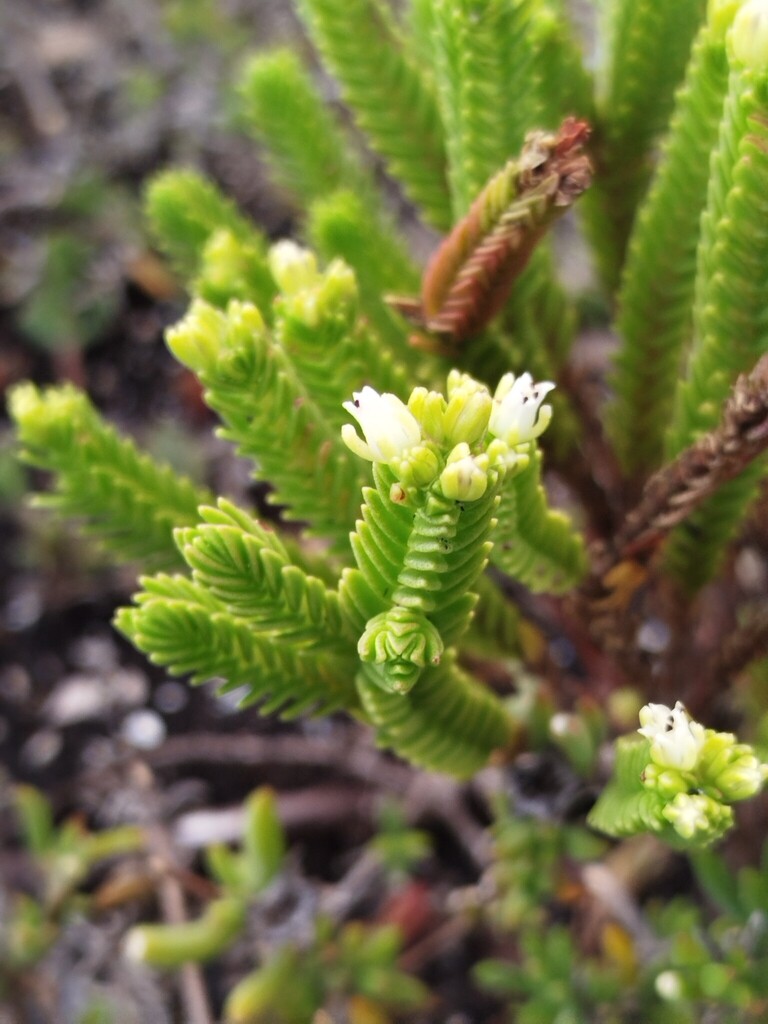 Crassula ericoides 2