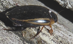 Hydaticus bipunctatus