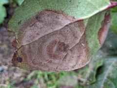 Botryosphaeriales