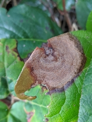 Botryosphaeriales