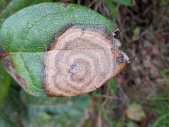 Botryosphaeriales
