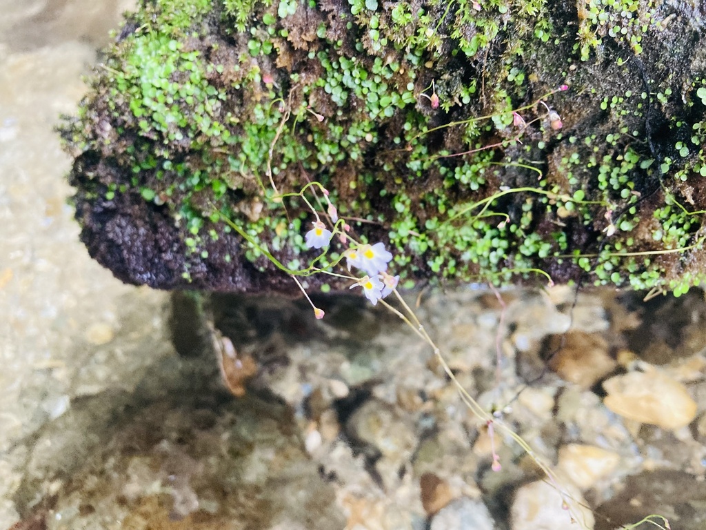 Utricularia striatula (Utricularia striatula)