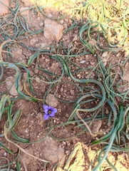 Romulea variicolor
