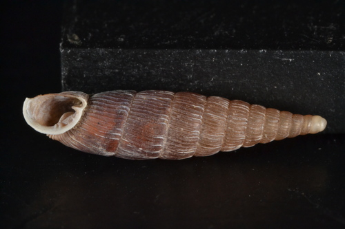 Macrogastra attenuata