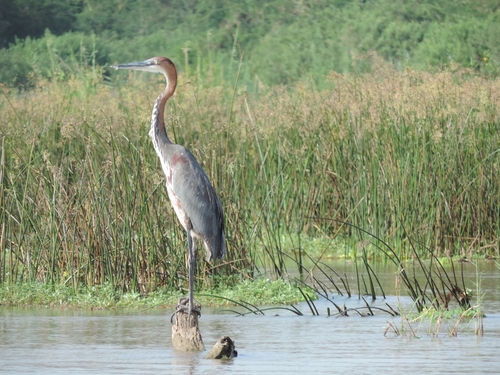 iNaturalist: (c) kilolo, some rights reserved (CC BY-NC), uploaded by kilolo iNaturalist image