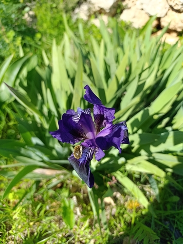 Southern Dwarf-iris (Iris pseudopumila)
