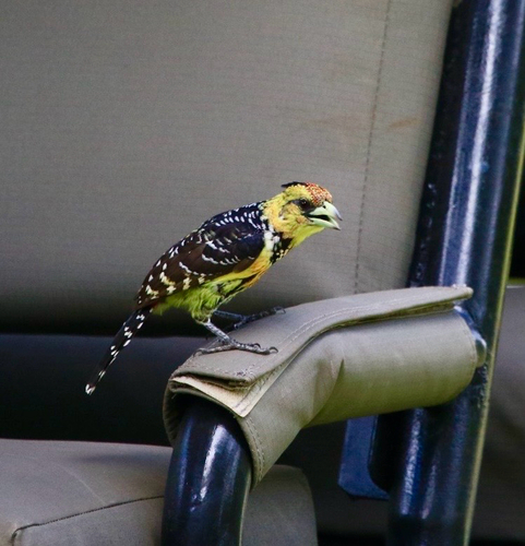 Crested Barbet