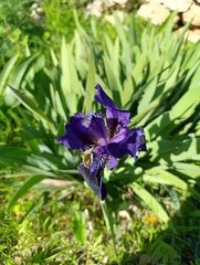 Iris pseudopumila, photograph (c) Jan Prokeš, some rights reserved (CC BY)