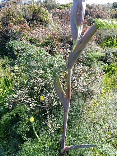 Maltese giant fennel (Ferula melitensis)