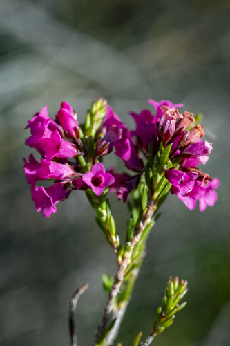 Agulhas Heath (Erica longiaristata)