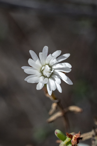 Sickle Brightfig (Lampranthus falcatus)