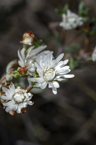 Lampranthus falcatus, photograph 5