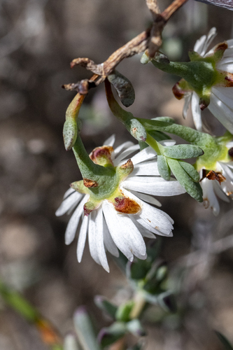 Lampranthus falcatus, photograph 6