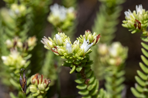 Heath Stonecrop (Crassula ericoides)