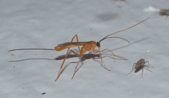 Macrocentrinae