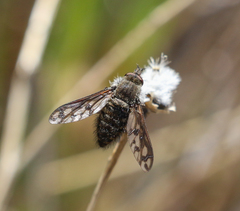 Conophorus fenestratus