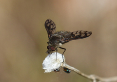 Conophorus fenestratus