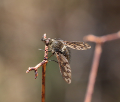 Conophorus fenestratus