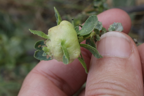 Unknown species found near Marin County, CA, USA