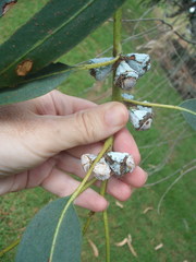 Eucalyptus globulus bicostata