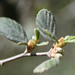 Birchleaf Mountain Mahogany - Photo (c) Diane Etchison, some rights reserved (CC BY-NC)