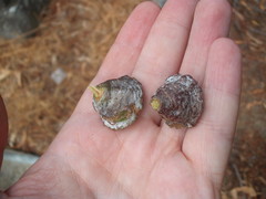 Eucalyptus globulus bicostata