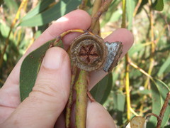Eucalyptus globulus bicostata