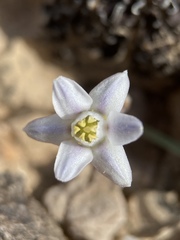 Muilla coronata