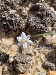 Muilla coronata