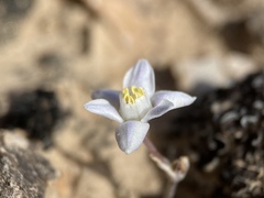 Muilla coronata