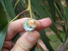Eucalyptus globulus bicostata
