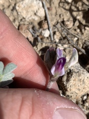 Astragalus tidestromii