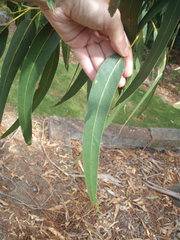 Eucalyptus globulus bicostata