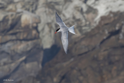 iNaturalist image