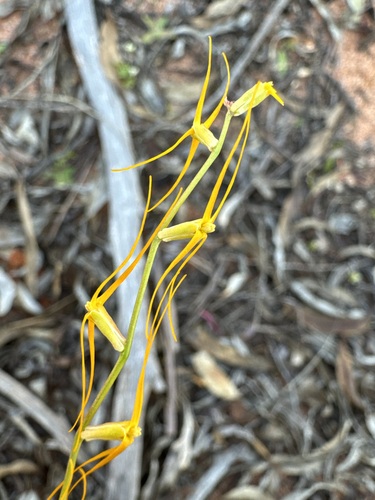Stenopetalum filifolium observed 2024-09-13