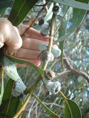 Eucalyptus globulus bicostata