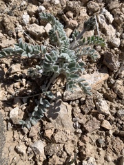Astragalus tidestromii
