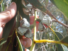 Eucalyptus globulus bicostata