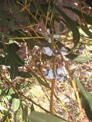 Eucalyptus globulus bicostata