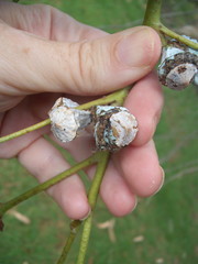Eucalyptus globulus bicostata