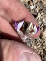 Astragalus tidestromii