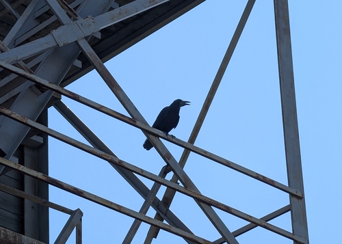 Rook