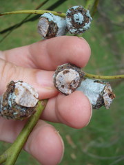 Eucalyptus globulus bicostata