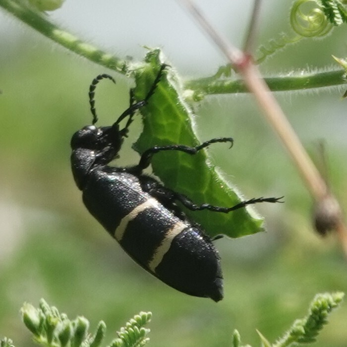 Lydoceras