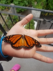 Danaus plexippus