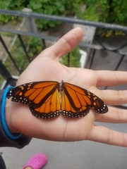 Danaus plexippus