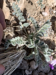 Astragalus tidestromii